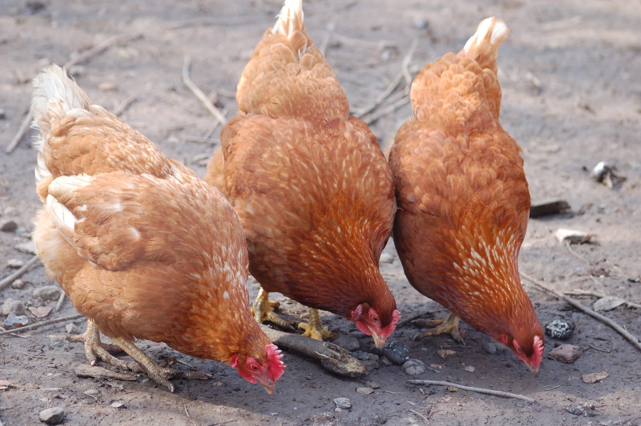 Les Caquetteuses : l’association a sauvé plus de 70 000 poules