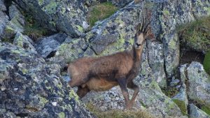 Obs’citoyenne : recensez la biodiversité du parc national des Pyrénées