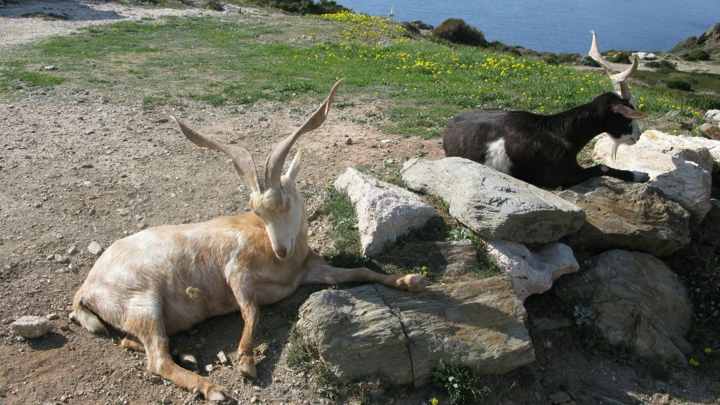 La Brousse du Rove, le fromage de chèvre typiquement provençal