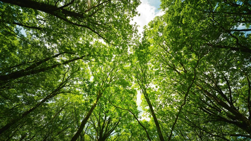 Après les incendies en Gironde, l’ONF lance un appel aux dons
