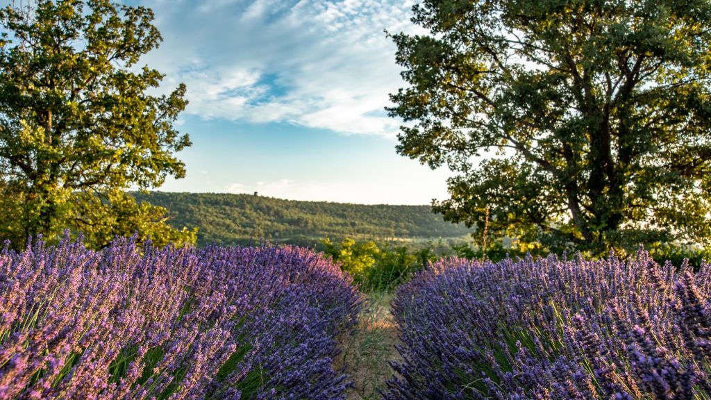 Distillateur de plantes aromatiques, un métier aux mille odeurs