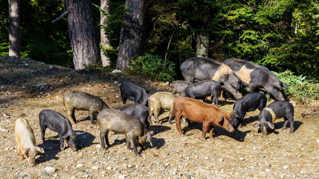Corse : chez les Oppo, devenir berger se transmet de père en fille
