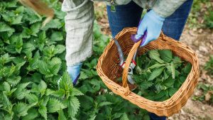 L’herboriste AirZen : récoltez et conservez vos plantes médicinales