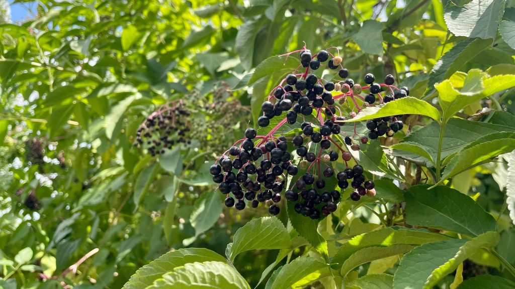 La baie de sureau, à mi-chemin entre la mûre et la framboise