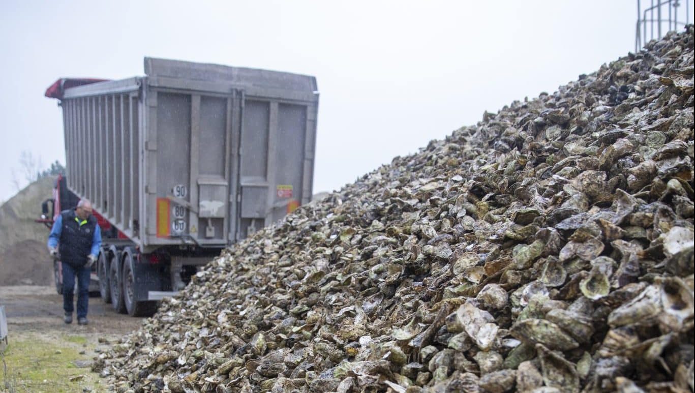 Combler les anciennes carrières avec des coquilles d'huitres