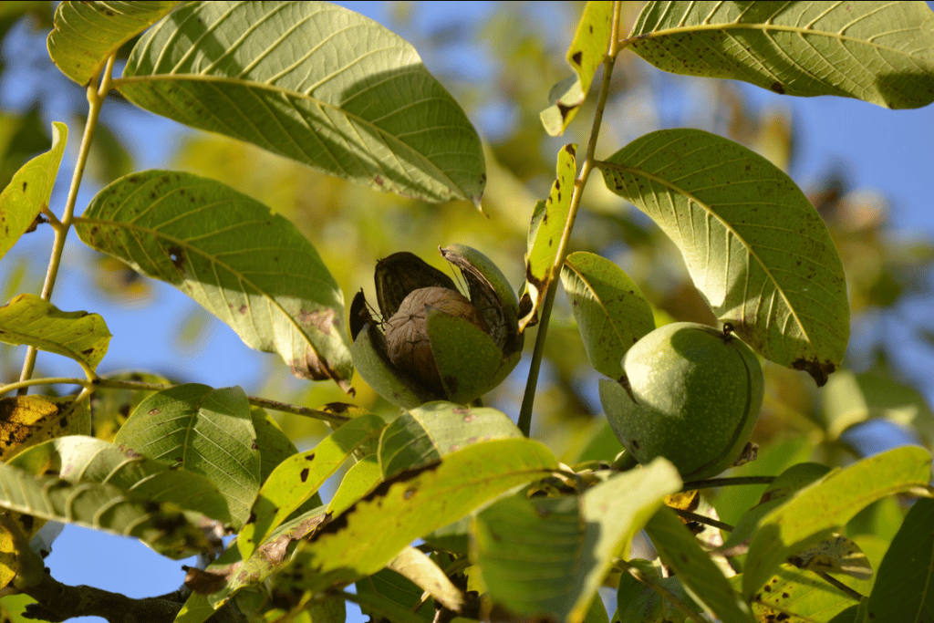 Agriculture bio : soigner et choisir les noix sans se casser la tête