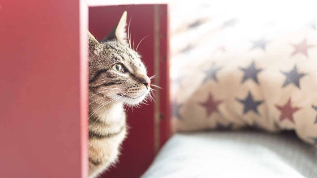 Paris : un escape game veut lutter contre l’abandon des félins