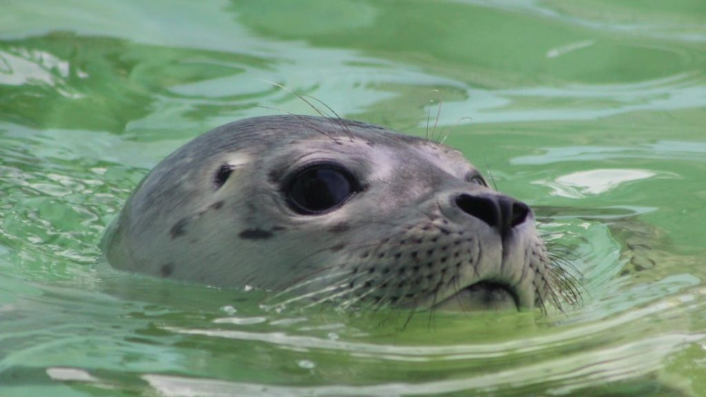 Normandie : parrainez un bébé phoque avec l’association CHENE