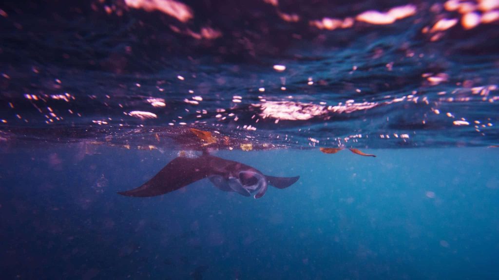 Animaux : inspecteur Clouseau, la seule raie manta rose au monde