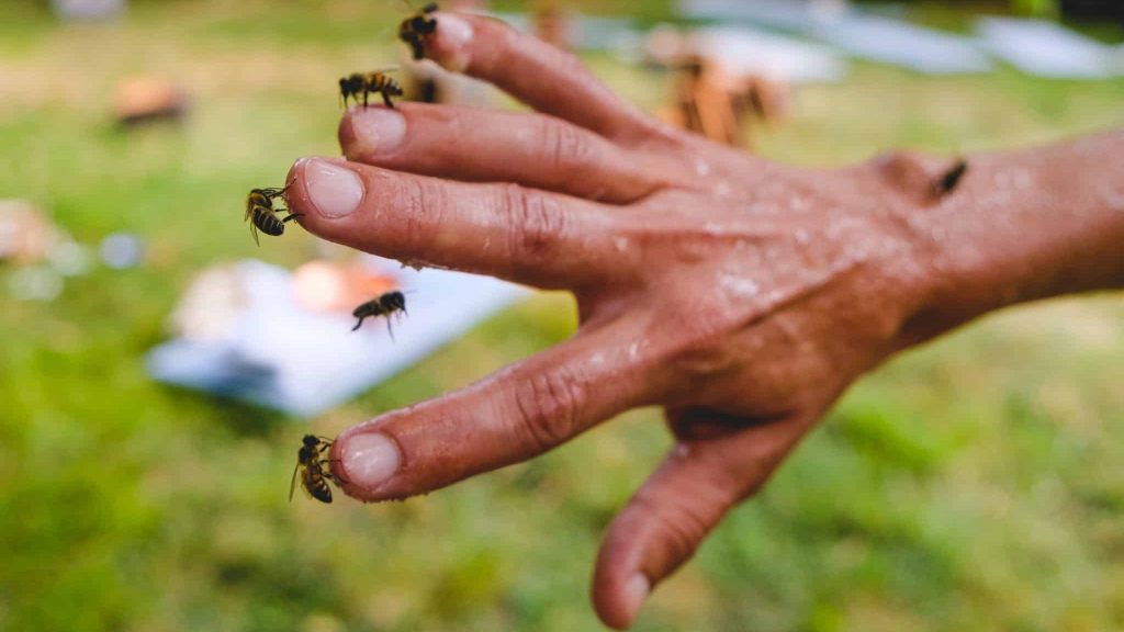 Pour se détendre, cette miellerie propose un yoga avec des abeilles