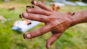 Pyrénées : découvrez le yoga des abeilles à la miellerie Ballot-Flurin