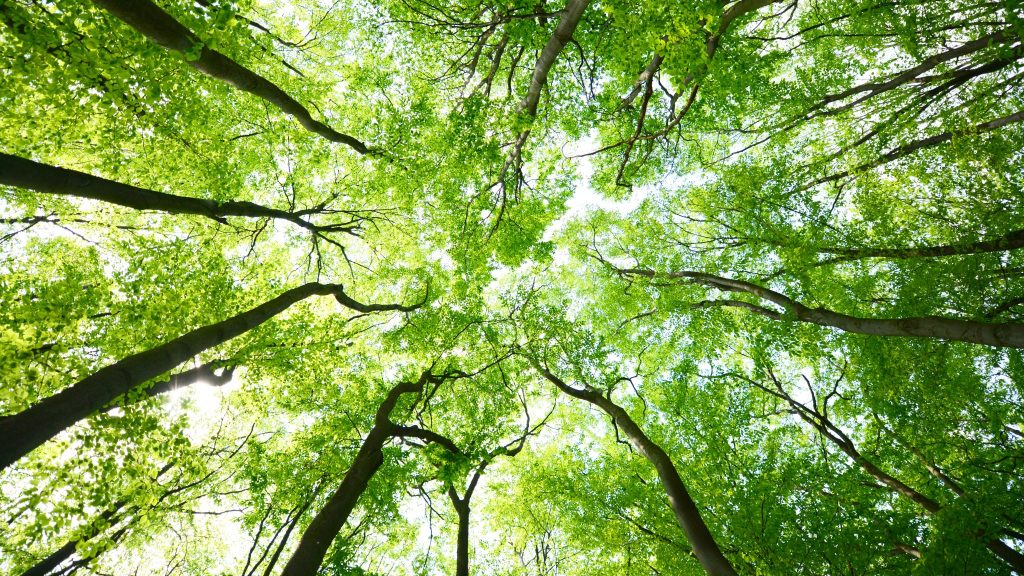 Science : les plantes absorbent plus de CO2 que prévu