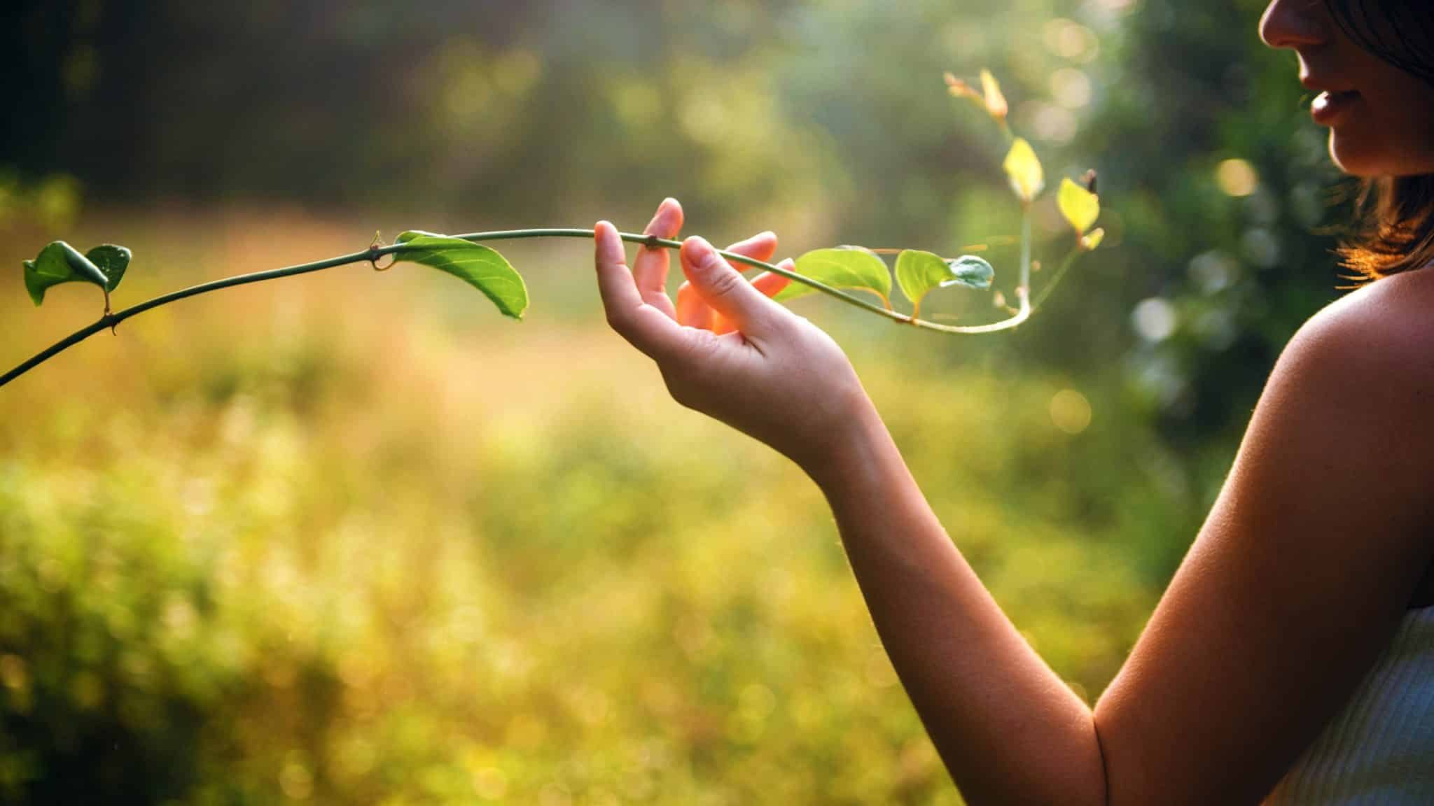 Sécheresse : s’occuper de ses plantes et adapter son jardin