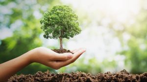 arbre plantation lutte réchauffement îlot fraicheur