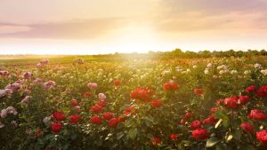 Bourgogne : la rose est à l'honneur en septembre aux pépinières Dima