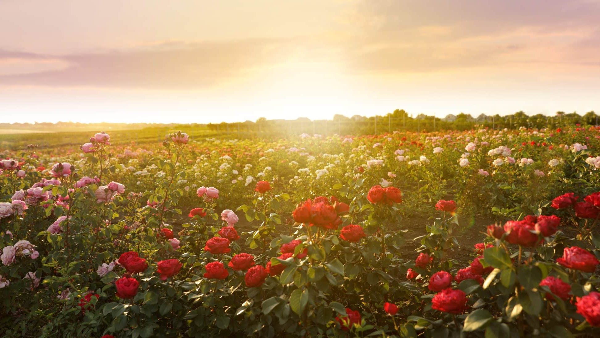 Bourgogne : la rose est à l'honneur en septembre aux pépinières Dima