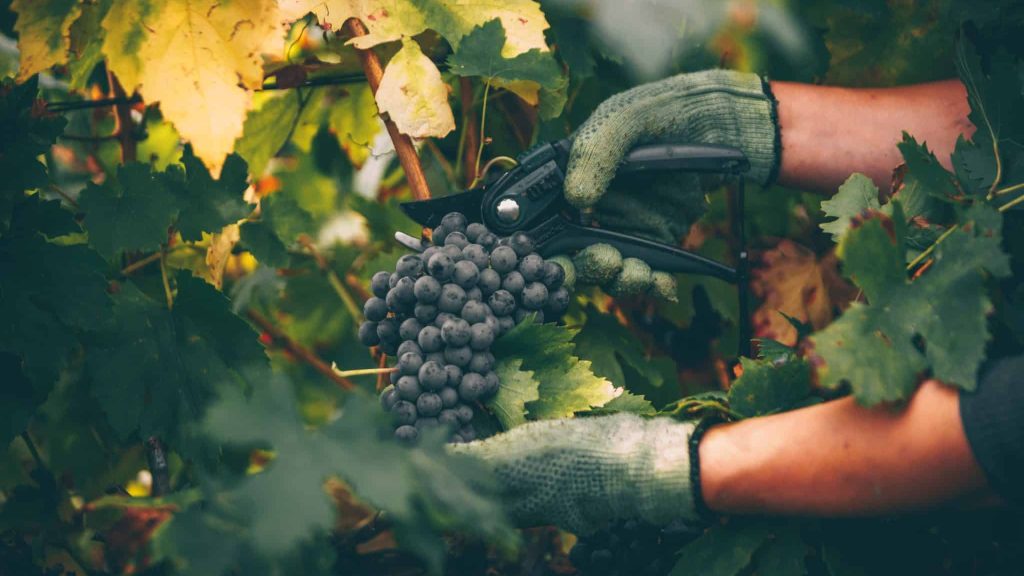 Les Grappes, le site où acheter son vin en circuit court
