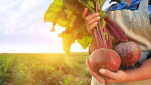 Au milieu d'un champ illuminé par le Soleil, les mains d'une agricultrice bio tiennent deux betteraves rouges