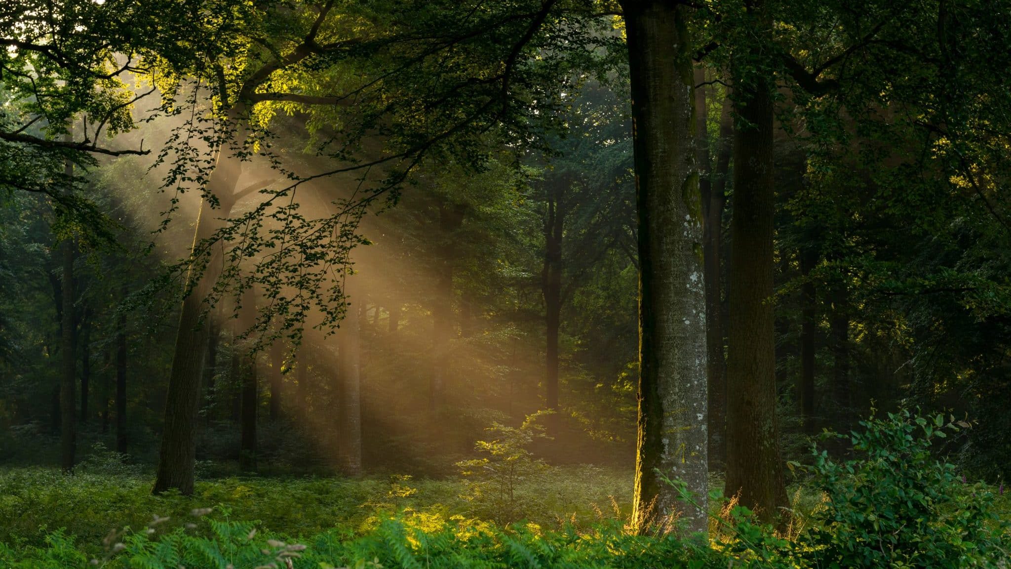 Forêt de Crécy, Crécy-en-Ponthieu, Somme, Picardie, France.