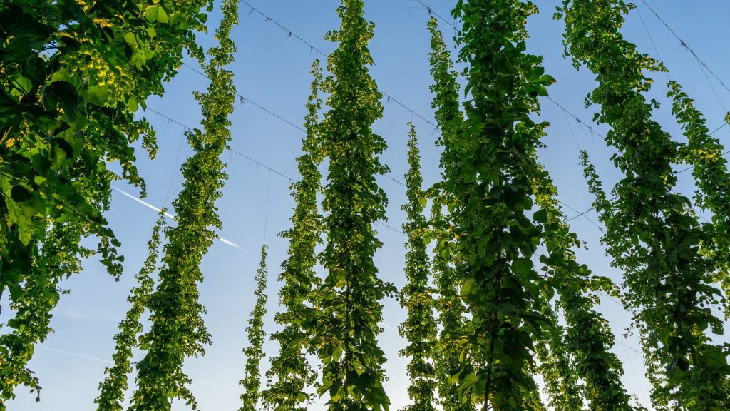 Pour Noël, adoptez un plant de houblon et suivez son évolution