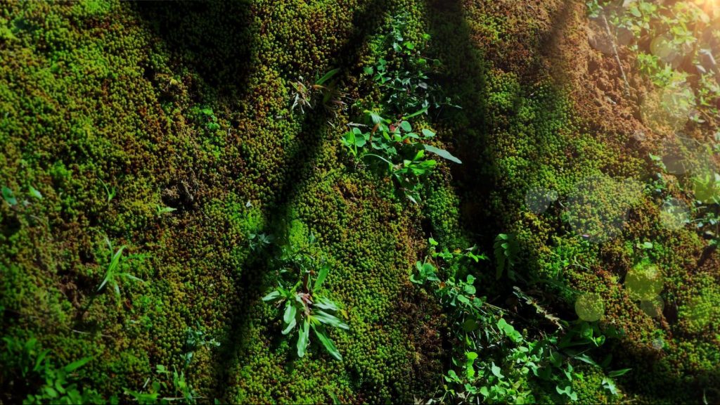 Une cartographie de la richesse de la biodiversité mondiale dévoilée