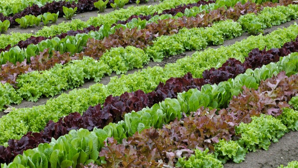 La première école de maraîchage urbain en France vient d’ouvrir