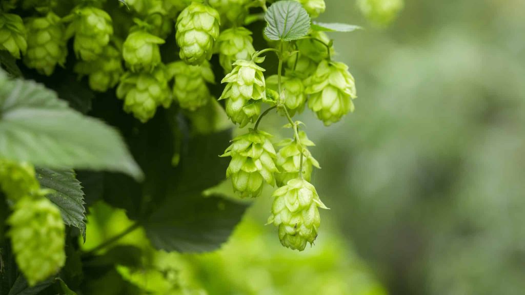 Alsace : comment se déroule la traditionnelle  récolte du houblon ?