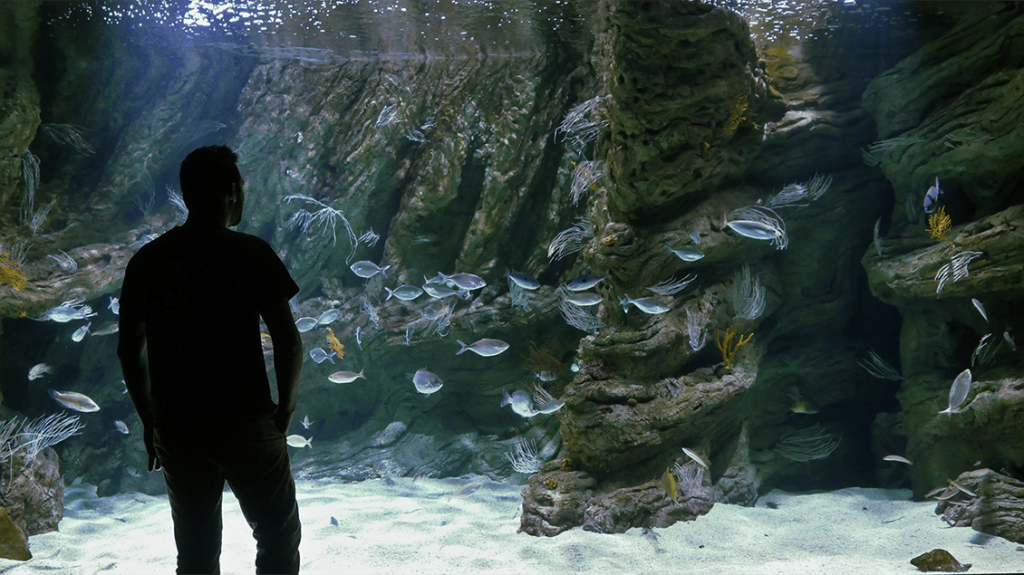 Plongez dans la biodiversité marine avec le biodiversarium de Banyuls