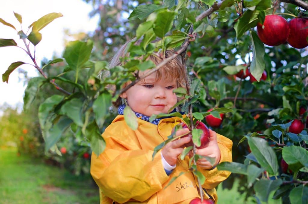 Les cueillettes Chapeau de Paille fêtent la pomme en septembre !