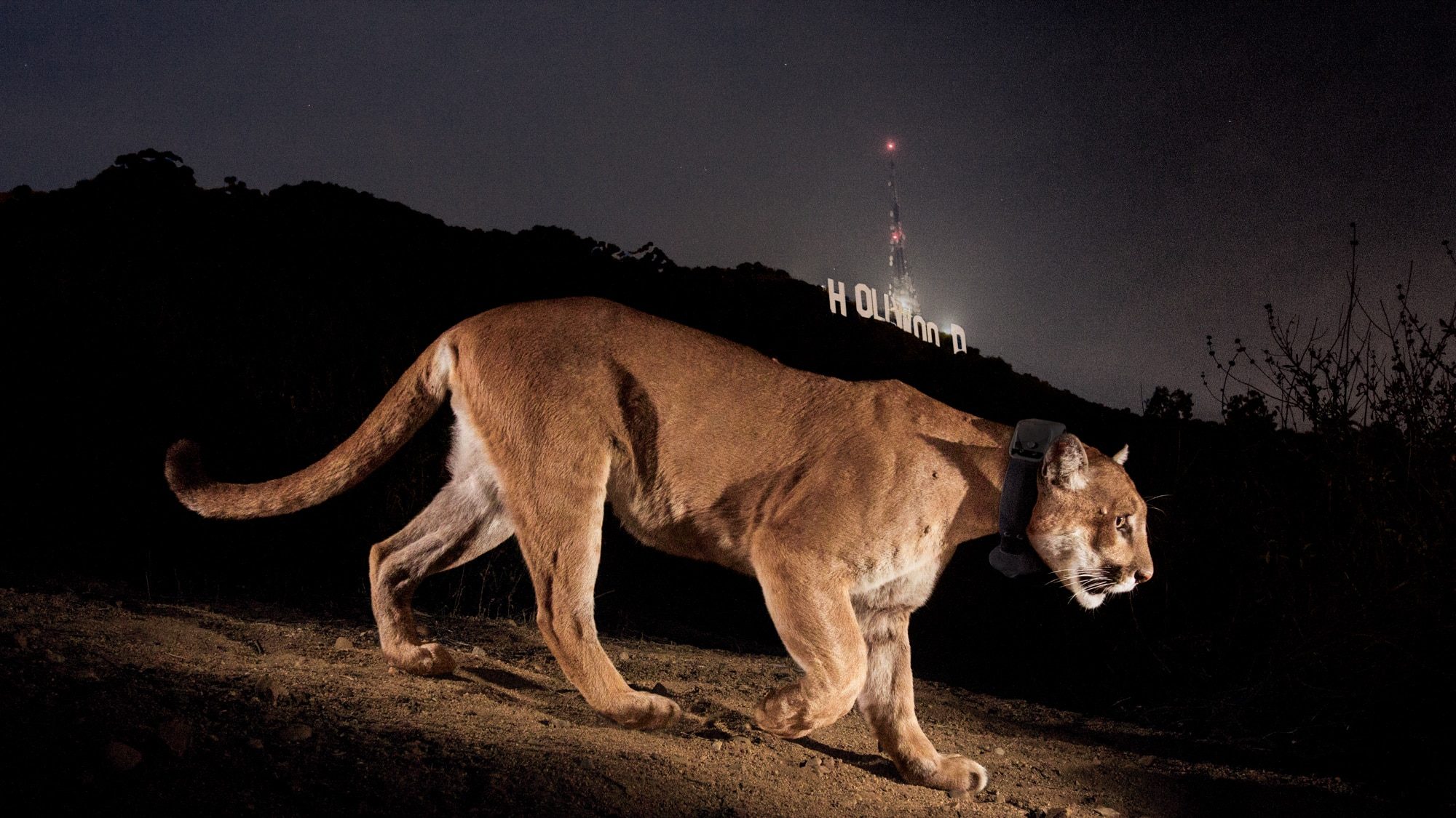 Pont vie sauvage puma