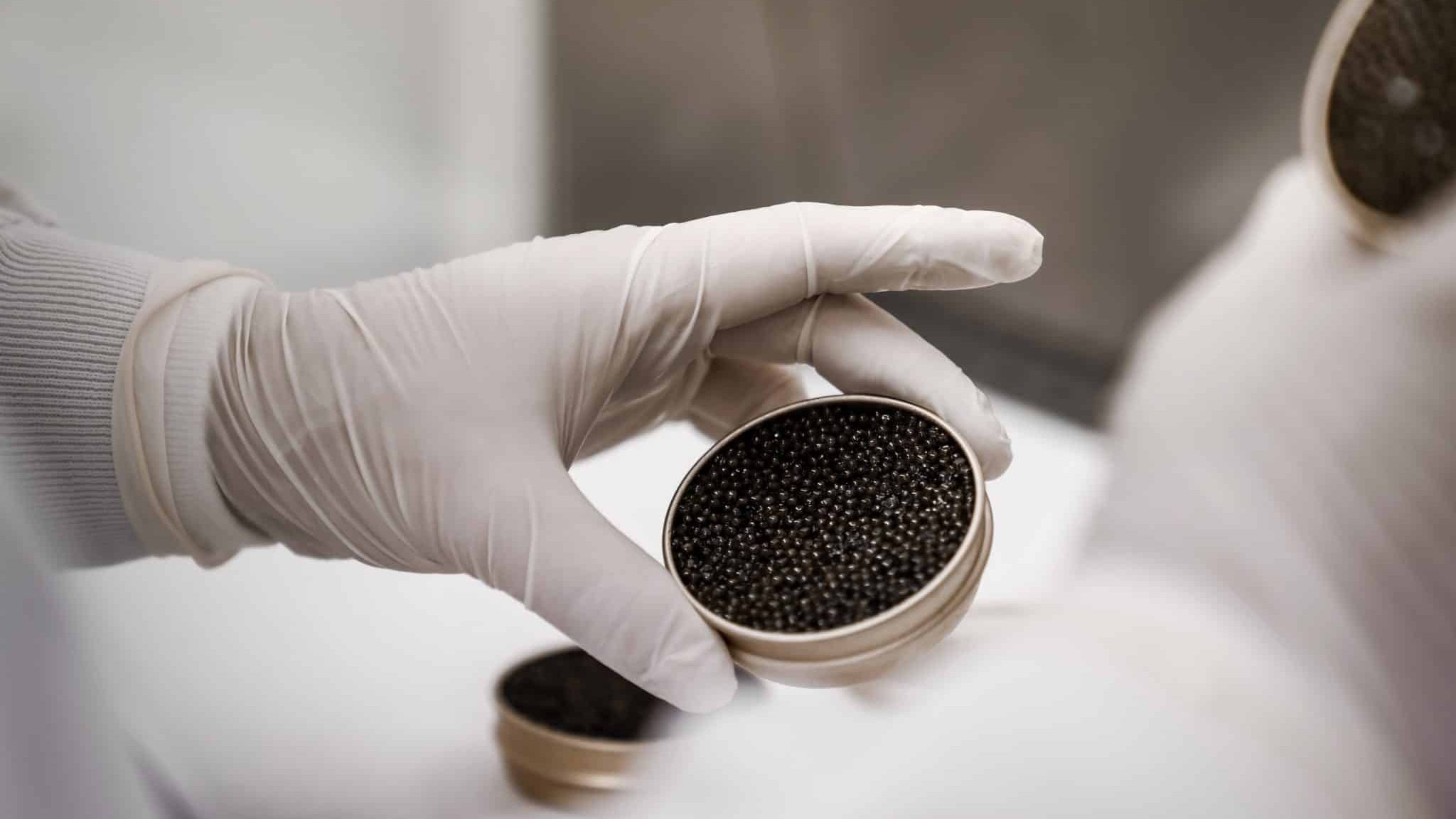 Le caviar français s'impose comme la nouvelle référence mondiale