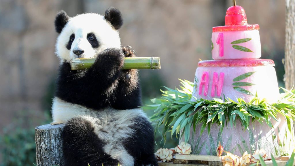 Une année 2022 record pour le ZooParc de Beauval