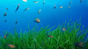 Marseille : un champ de posidonie planté dans la baie du Prado