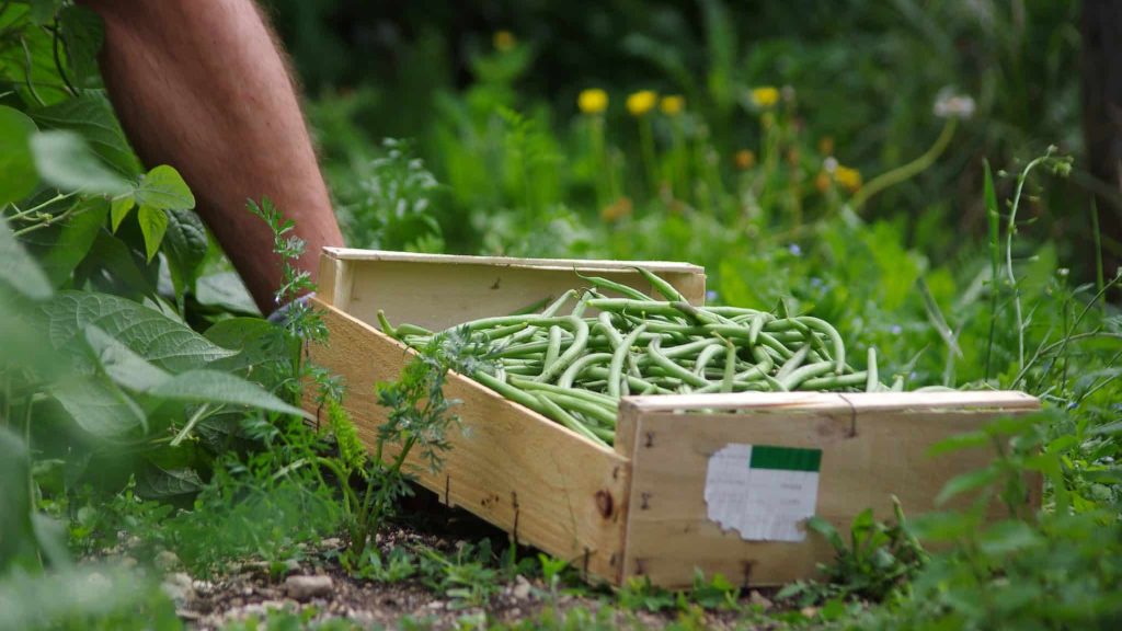 Graines de Soleil : l’insertion professionnelle par le maraîchage