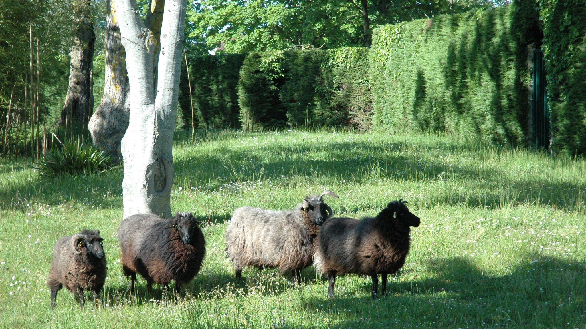 Illustration de moutons au collège