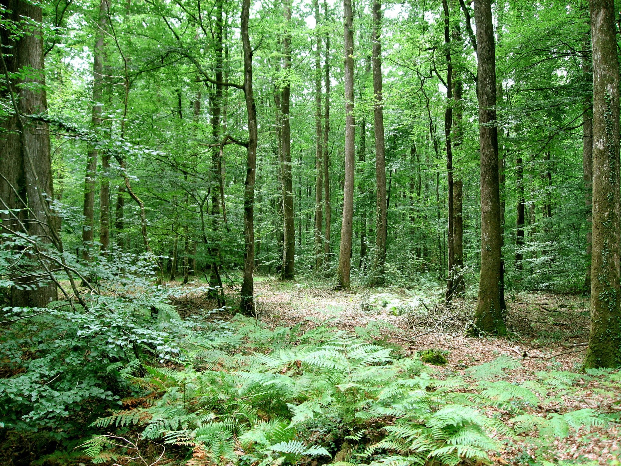 Lorraine : Laisser la nature évoluer librement avec Libre Forêt