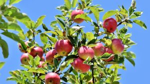 La forêt de Higas, l’une des plus grandes comestibles d’Europe