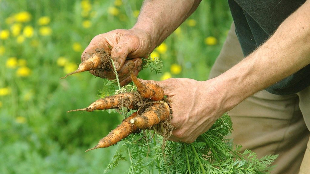 Elle sillonne la Bretagne à vélo pour rencontrer des maraîchers bio