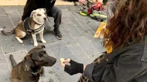Une bénévole nourrit un chien