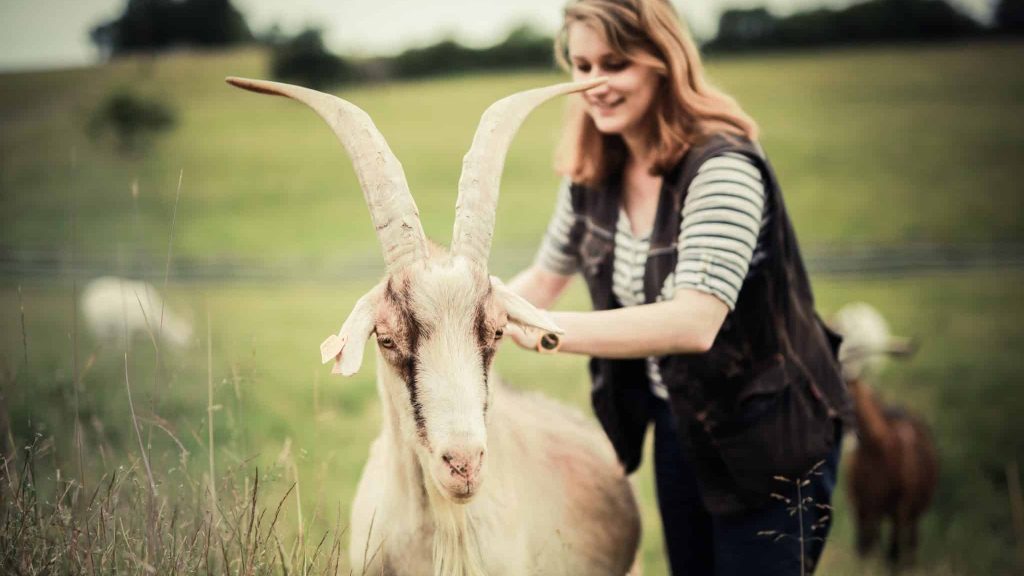 La Hardonnerie, un refuge pour animaux de ferme au passé difficile