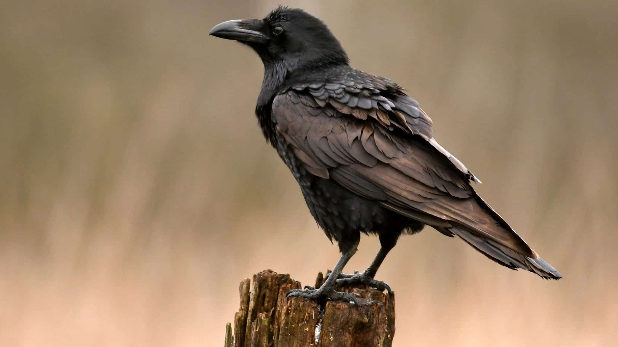 Le corbeau : son intelligence et ses capacités insolites