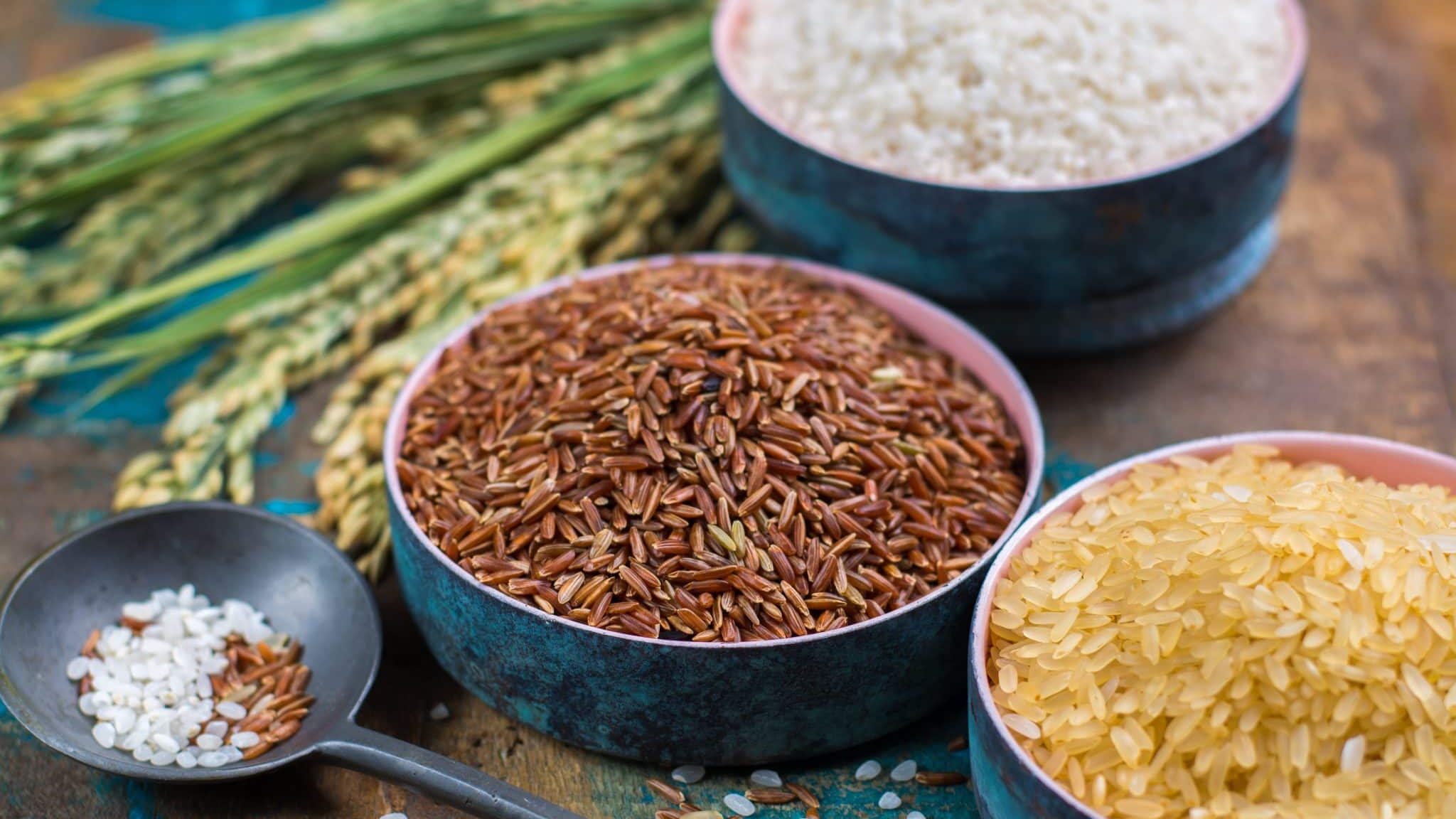 Le riz : histoire et intolérances