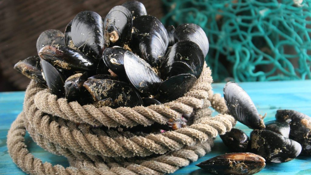 Nantes, il recycle le byssus des moules pour en faire du textile 