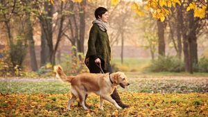 chien promenade