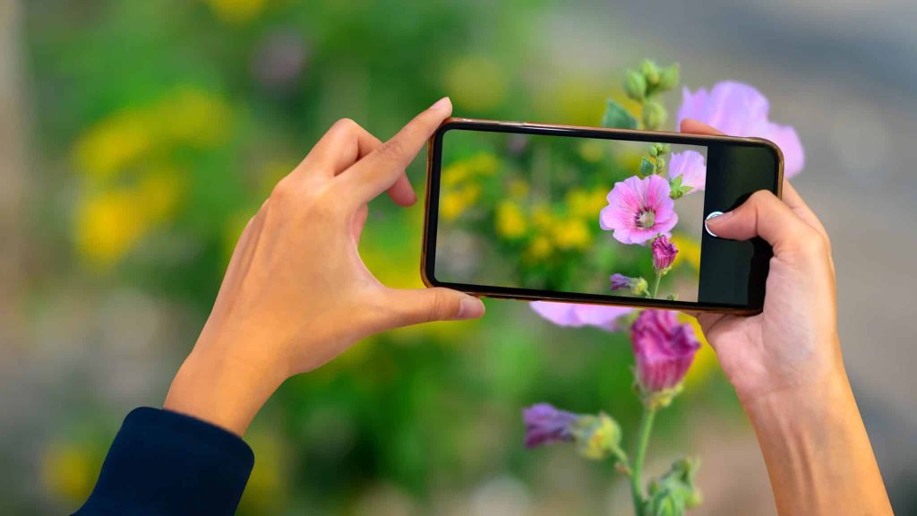 Pl@ntNet, l’appli qui permet de reconnaître les végétaux