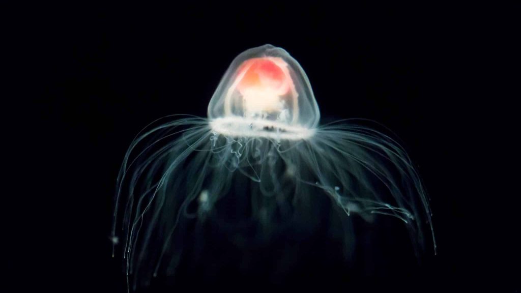 Turritopsis dohrnii, la méduse qui a réussi à déjouer la mort