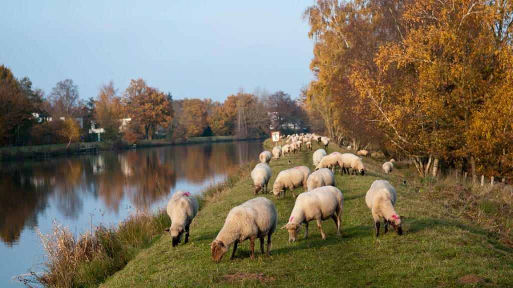 Leadersheep met les moutons au service de la cohésion d’équipe