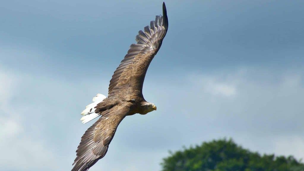 Haute-Savoie : les pygargues de retour au lac Léman