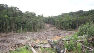 déforestation amazonie