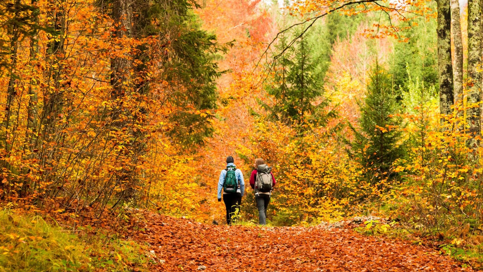 Personnes se baladant dans une forêt d'automne